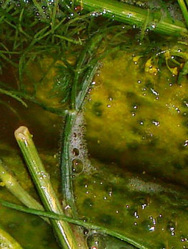 image-pickled-juice-wide-blog